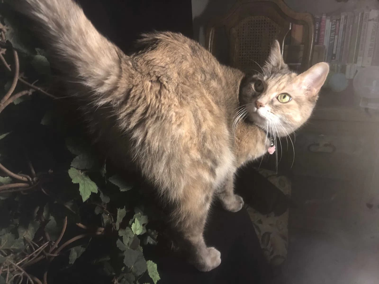 Fang, back home in Colorado