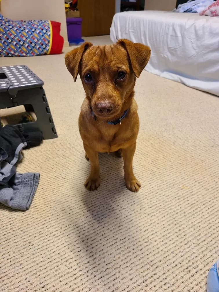 Paco, Brownie, or Li, back home in Hawaii