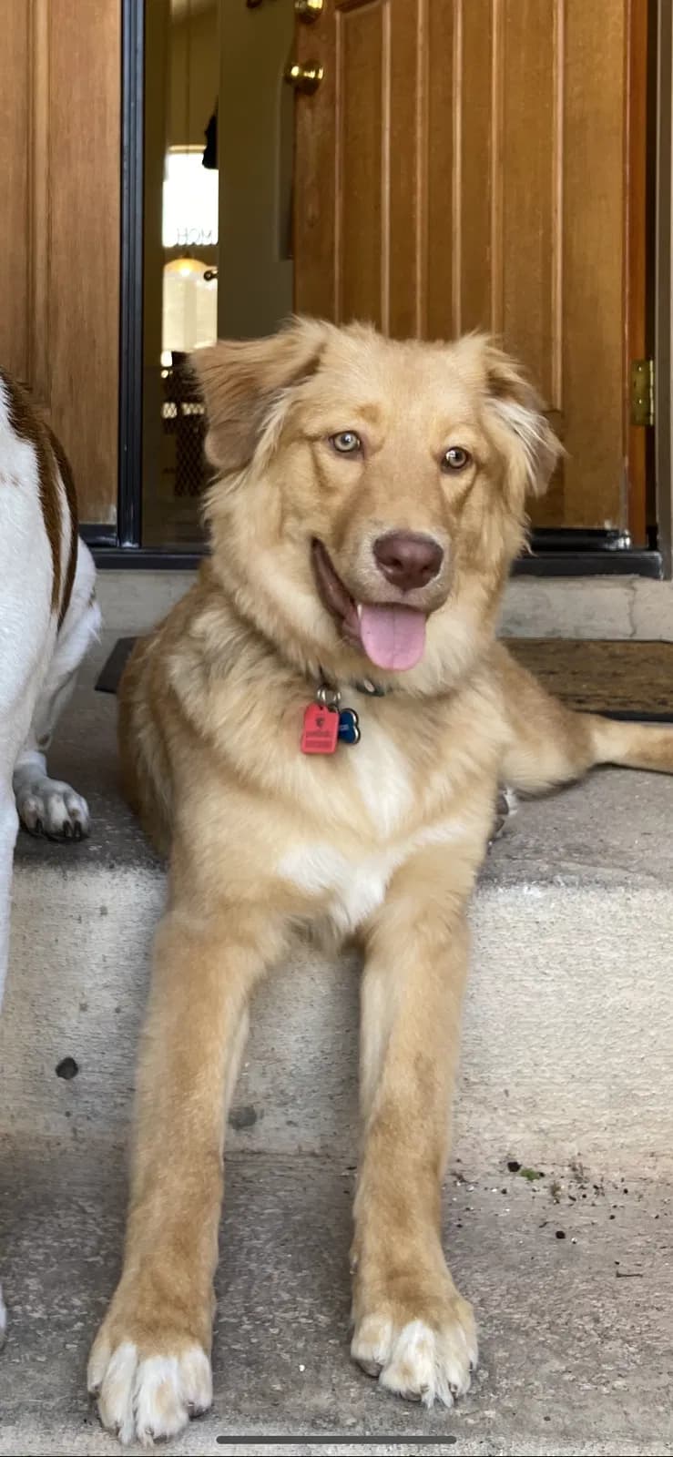Indy, back home in Arizona