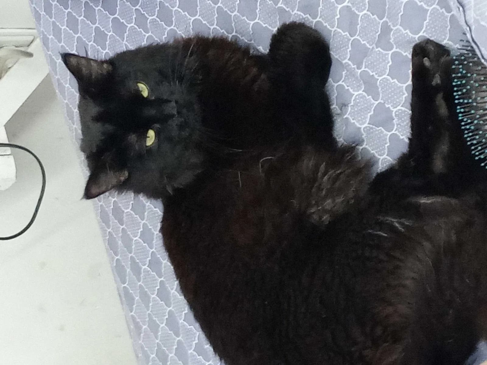 Binx, back home in West Virginia