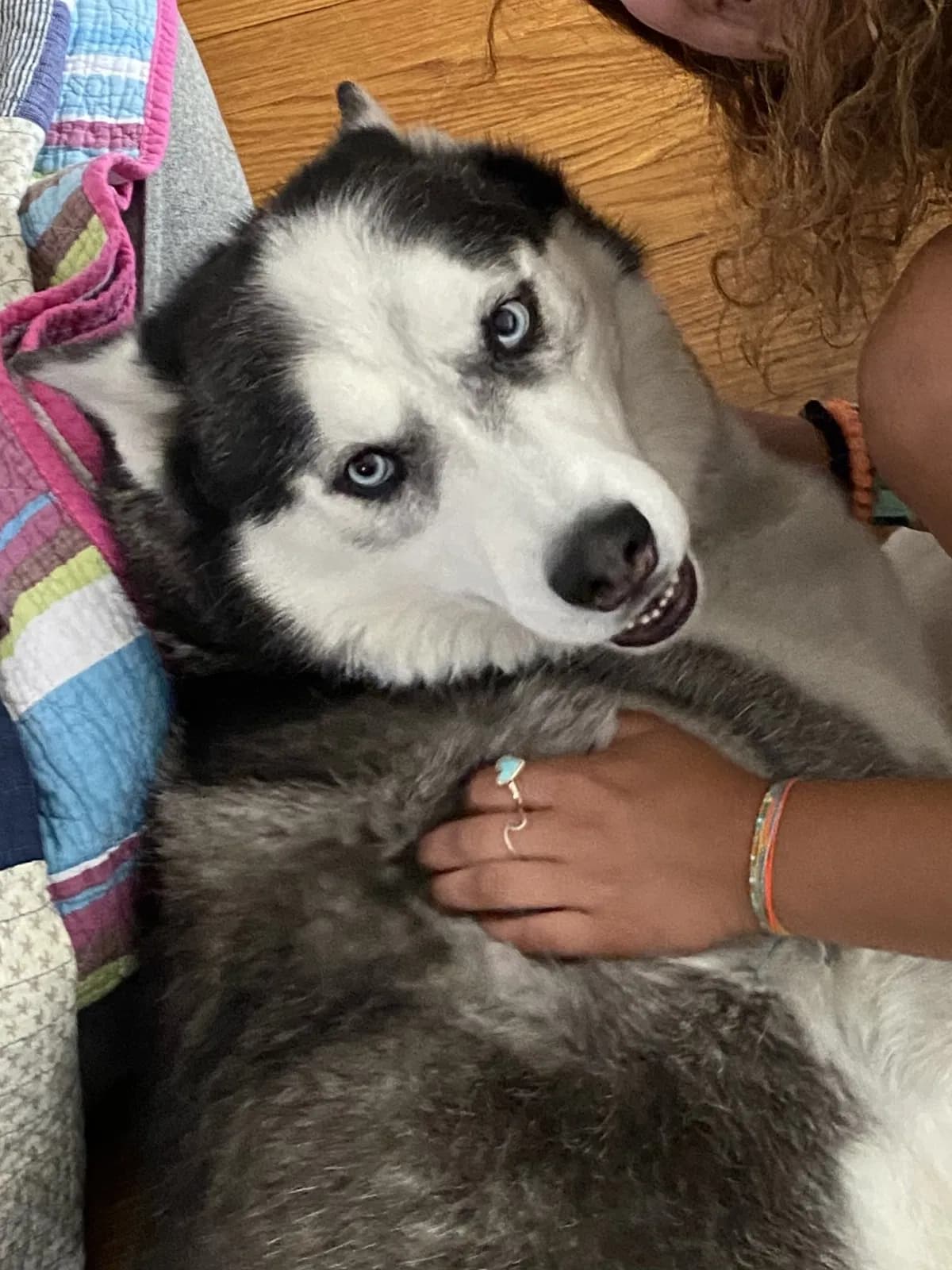 Shiro, back home in Illinois
