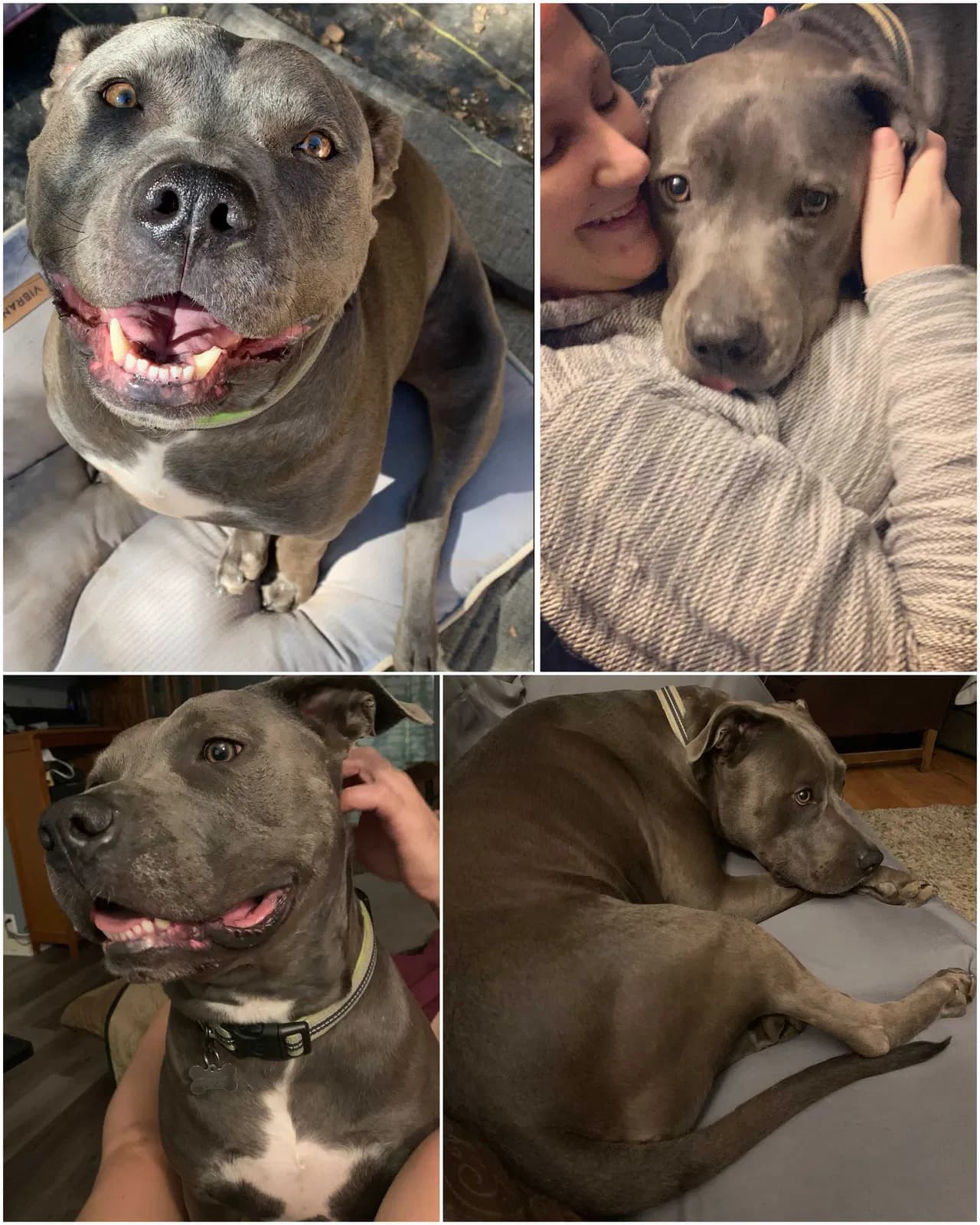 Oric aka Mr Dog, back home in California