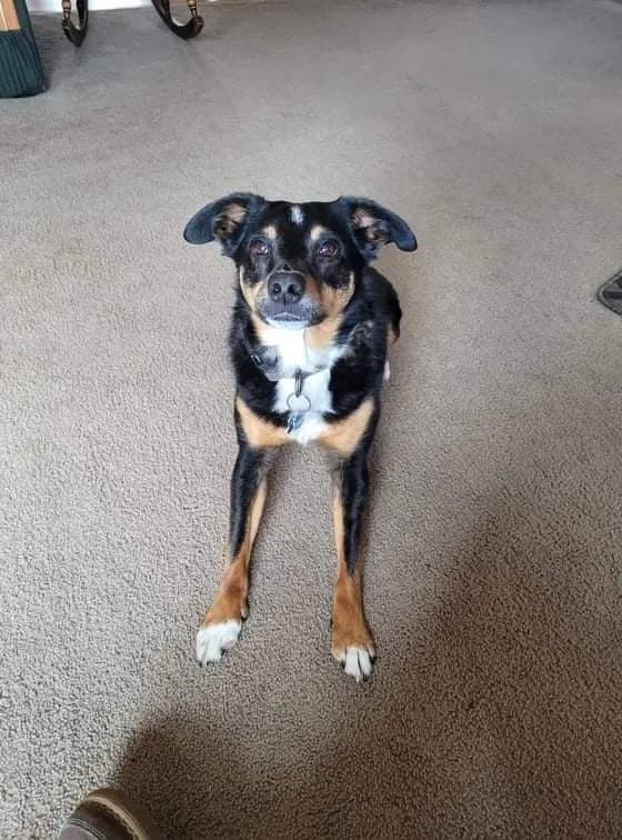 Buster, back home in Idaho