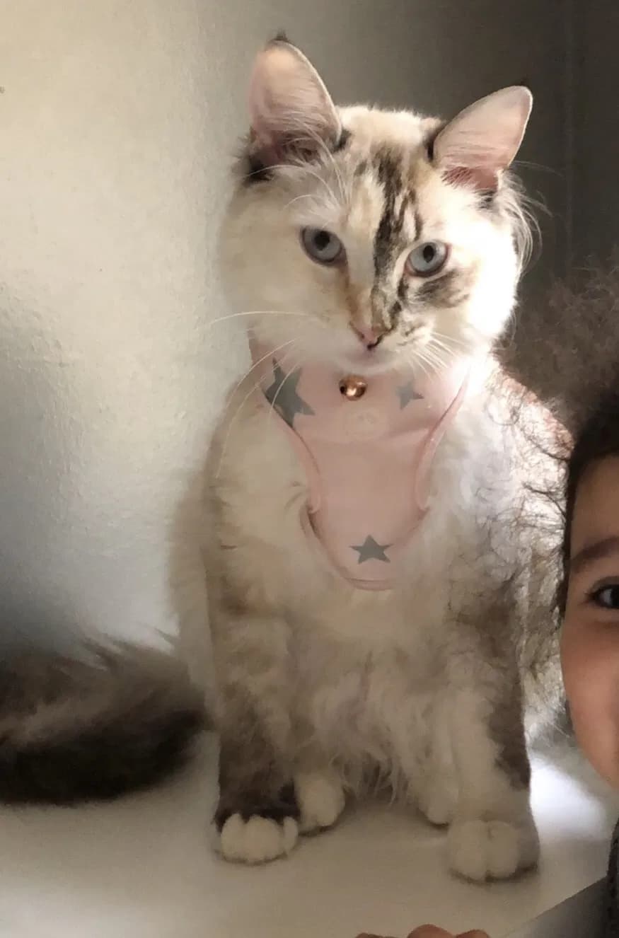 Whiskas, back home in California
