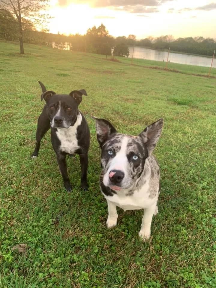 Carl & Freya, back home in Arkansas