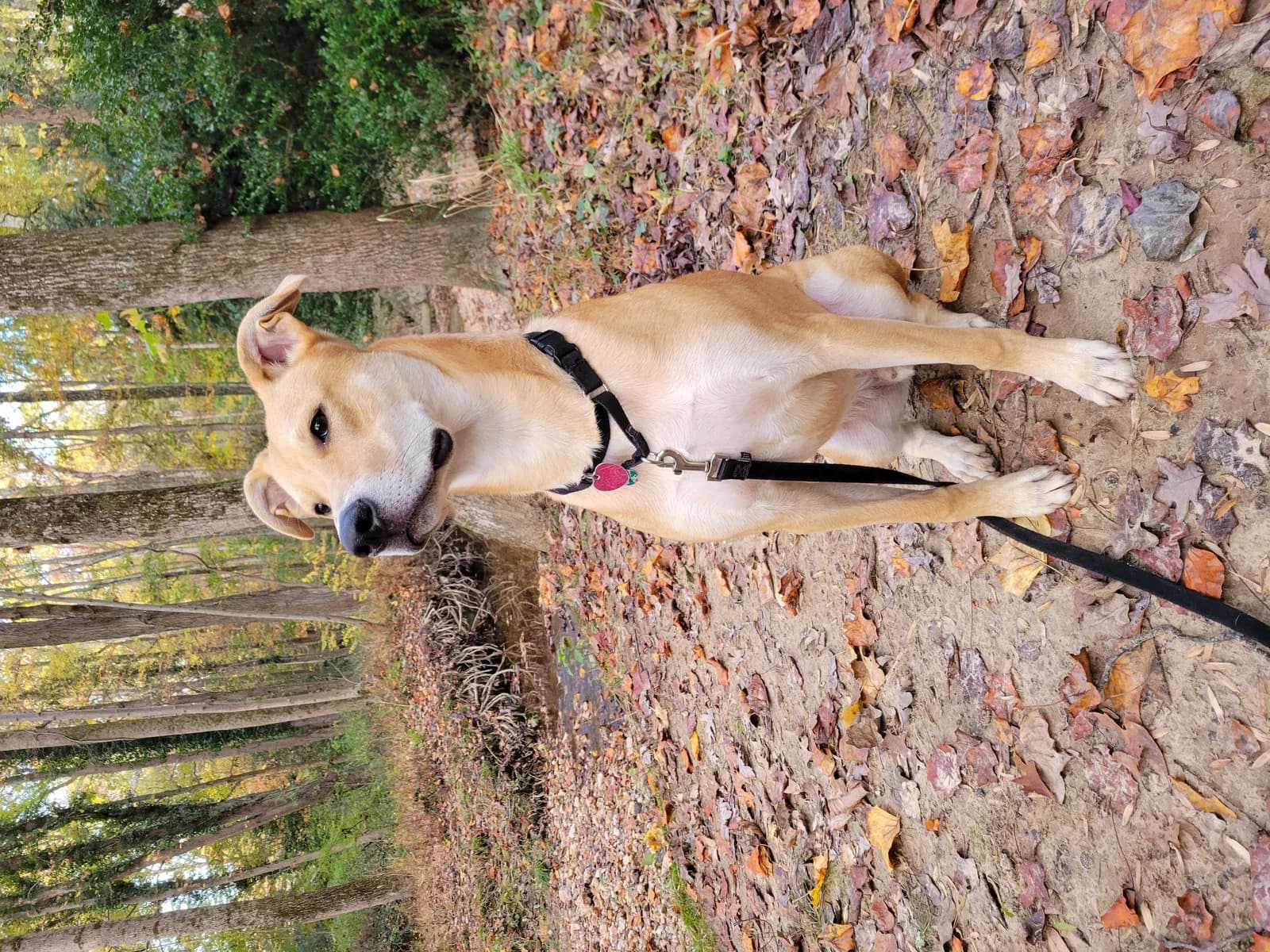Finn, back home in Virginia