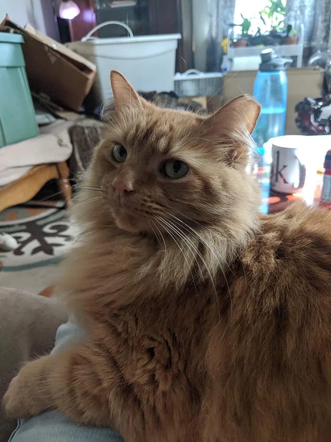 Ollie, back home in Tennessee