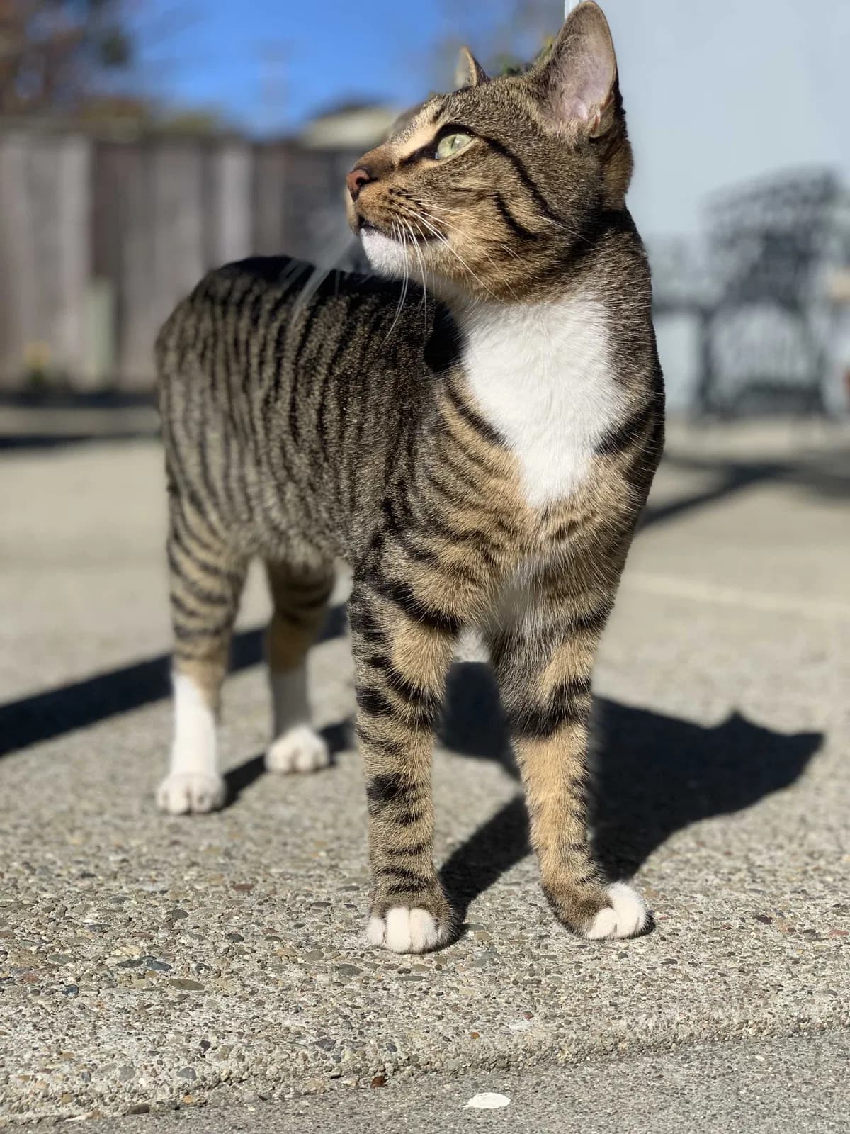 Azuki, back home in California