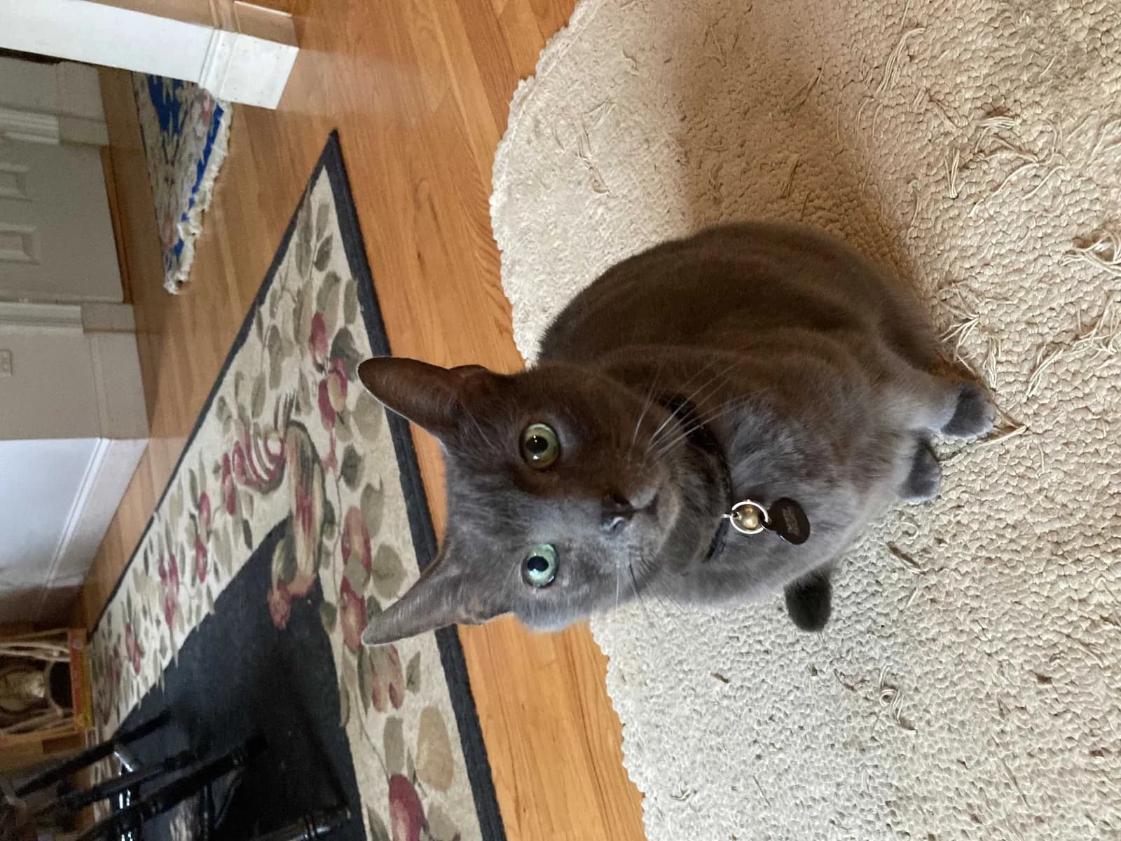 Smokey Pugliatti, back home in New York
