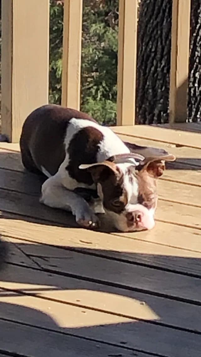 Scout, back home in Missouri
