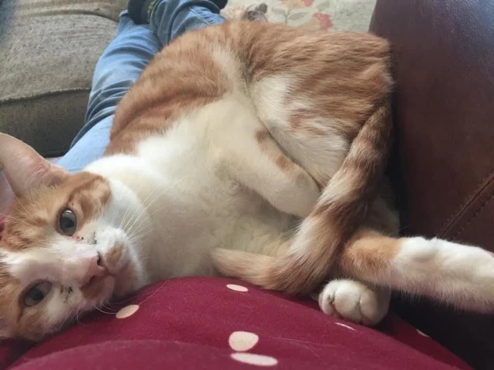 Aladdin, back home in Georgia