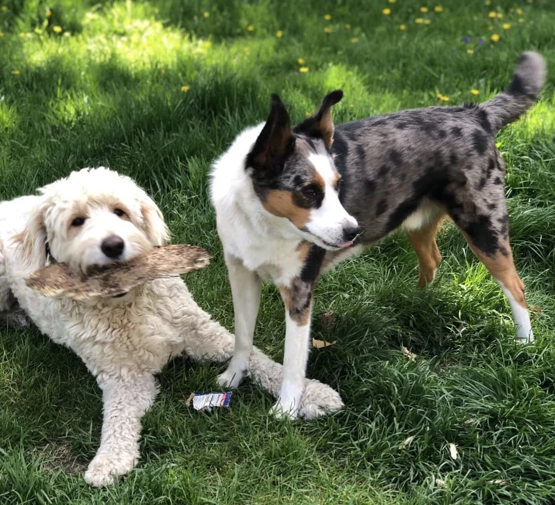 Theo and Sophie, back home in Michigan