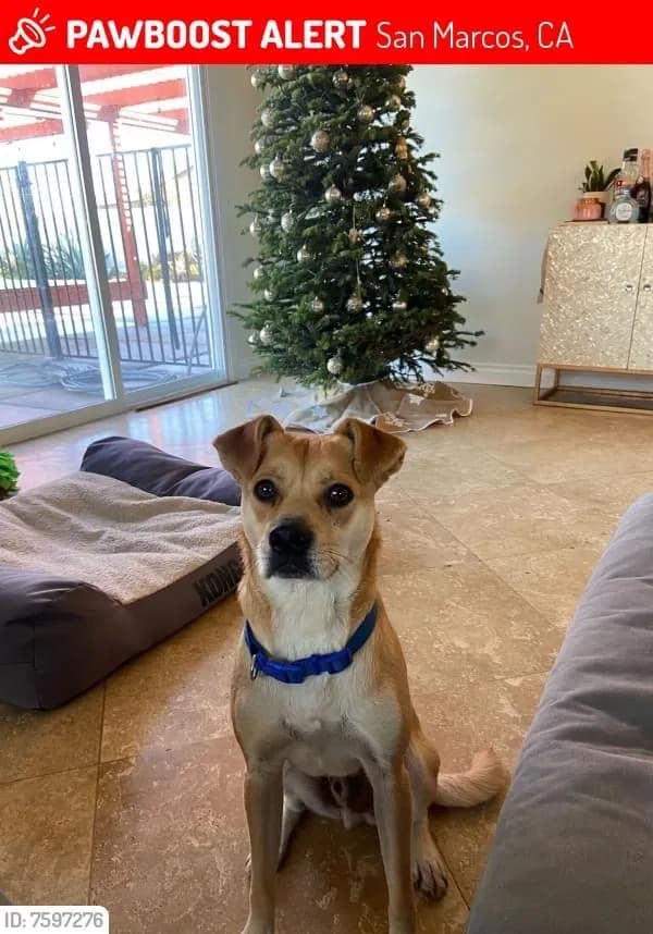 Teddy/Yieco, back home in California