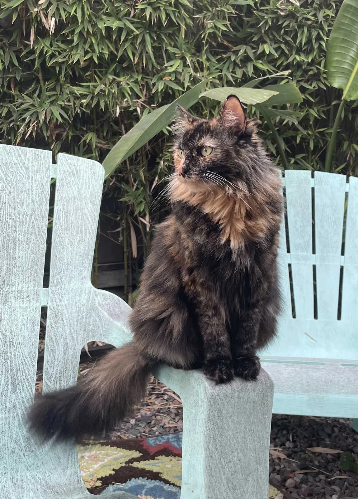 Cleo, back home in California