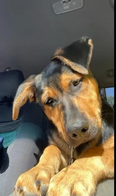 Leo, back home in California