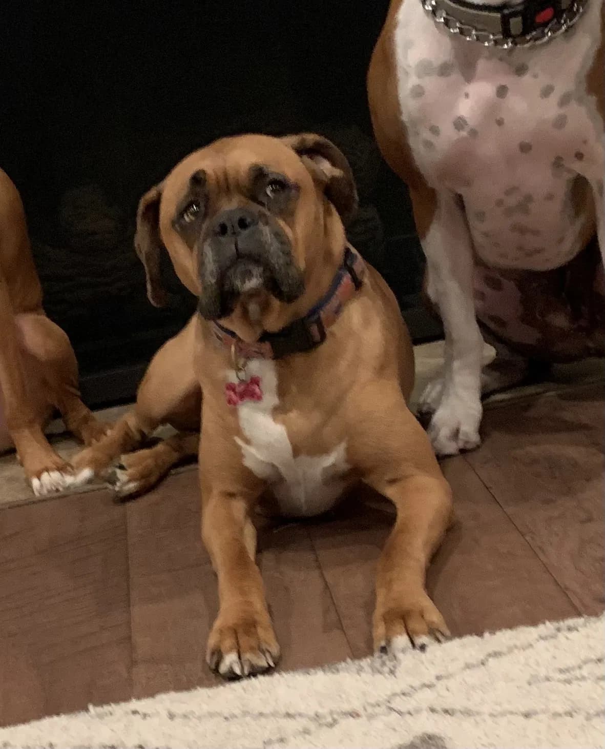 Lola, back home in California