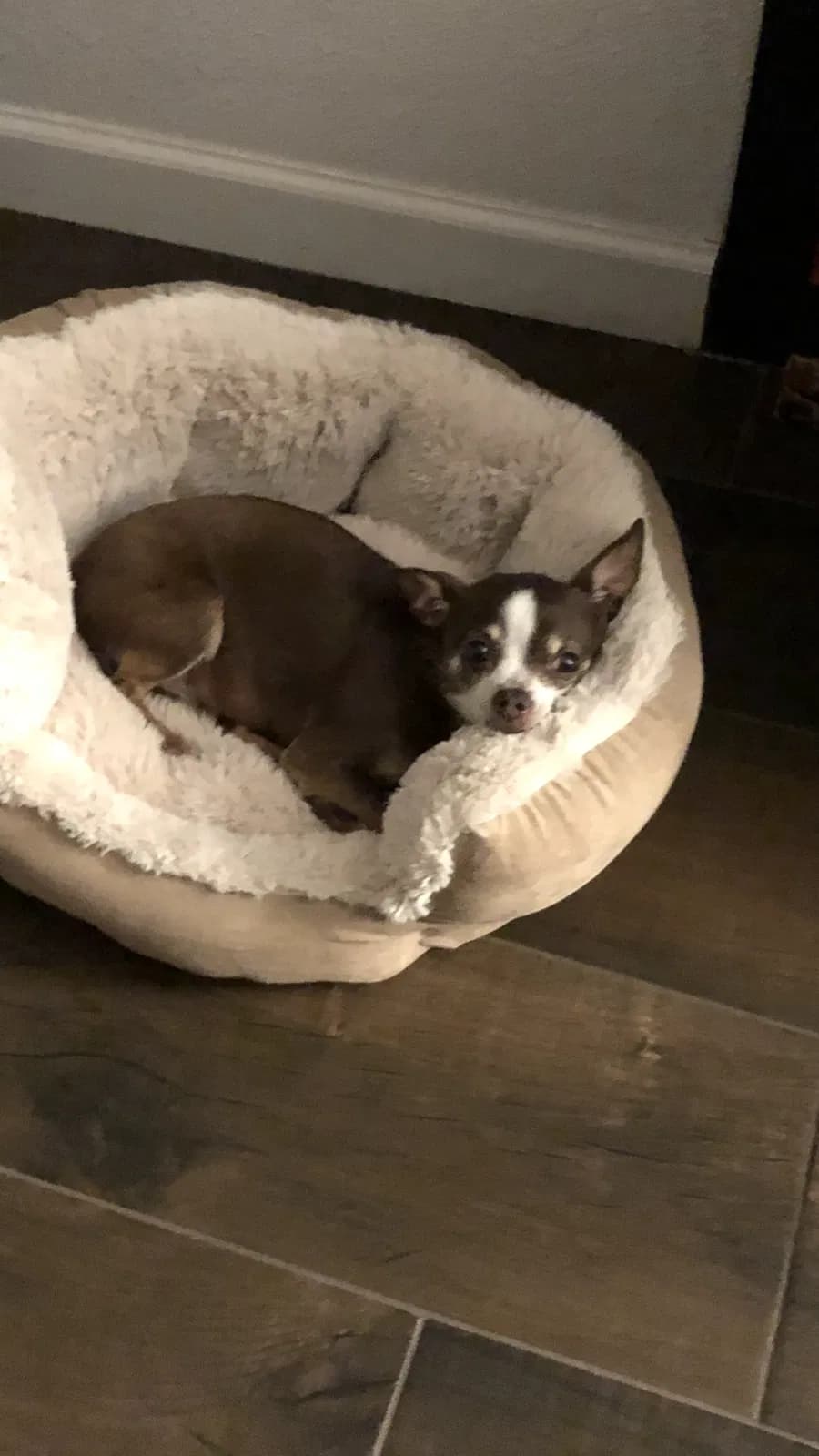 Lola, back home in California