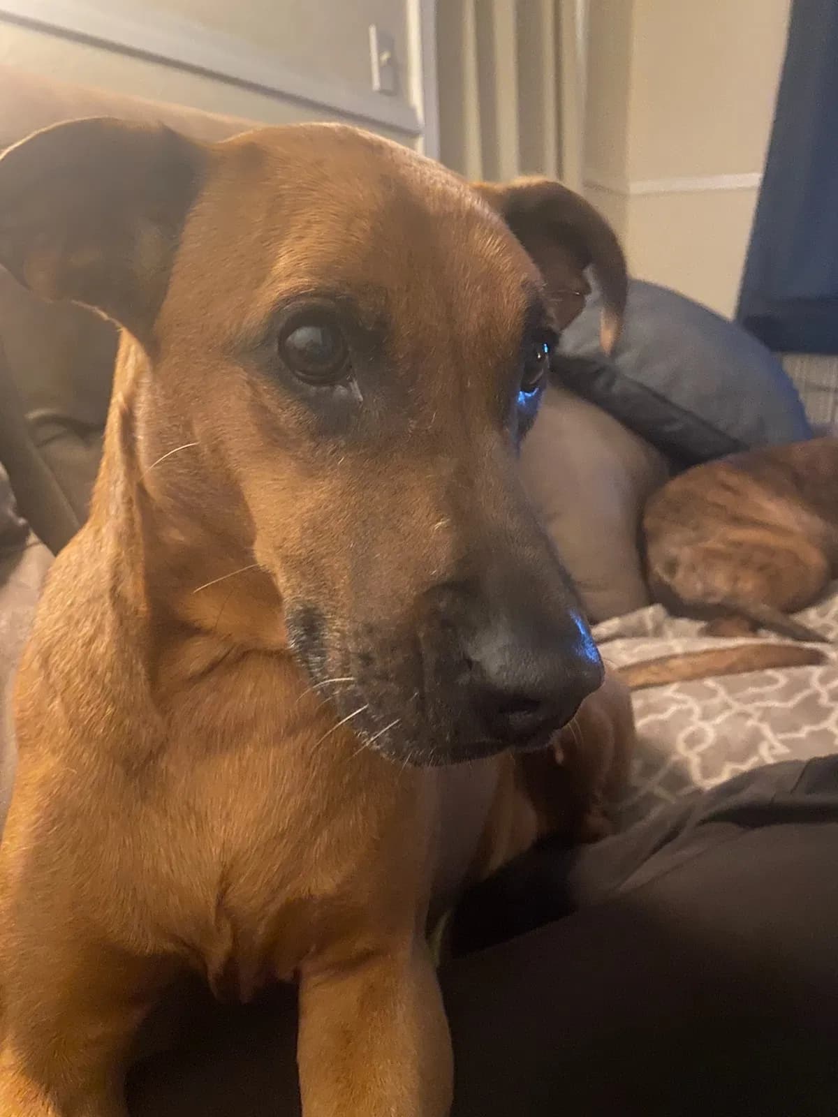 Harley, back home in Louisiana