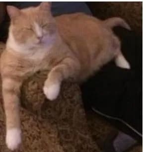 Tigger, back home in Idaho