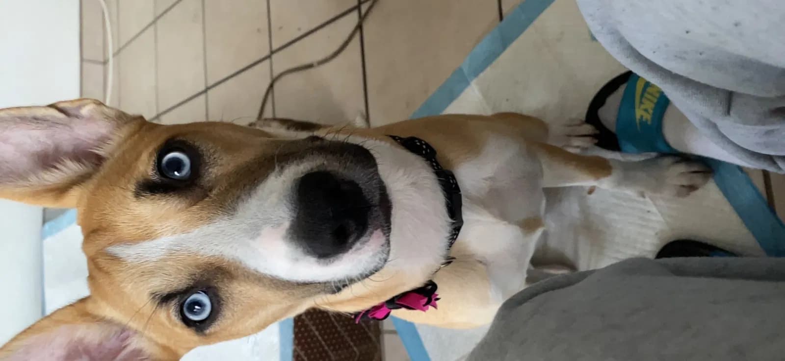 Chloe, back home in Nevada