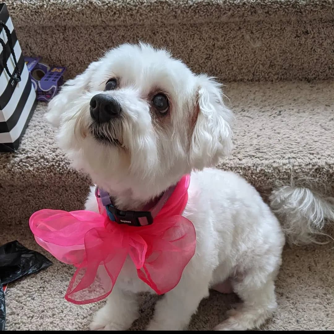 Remi, back home in Nevada