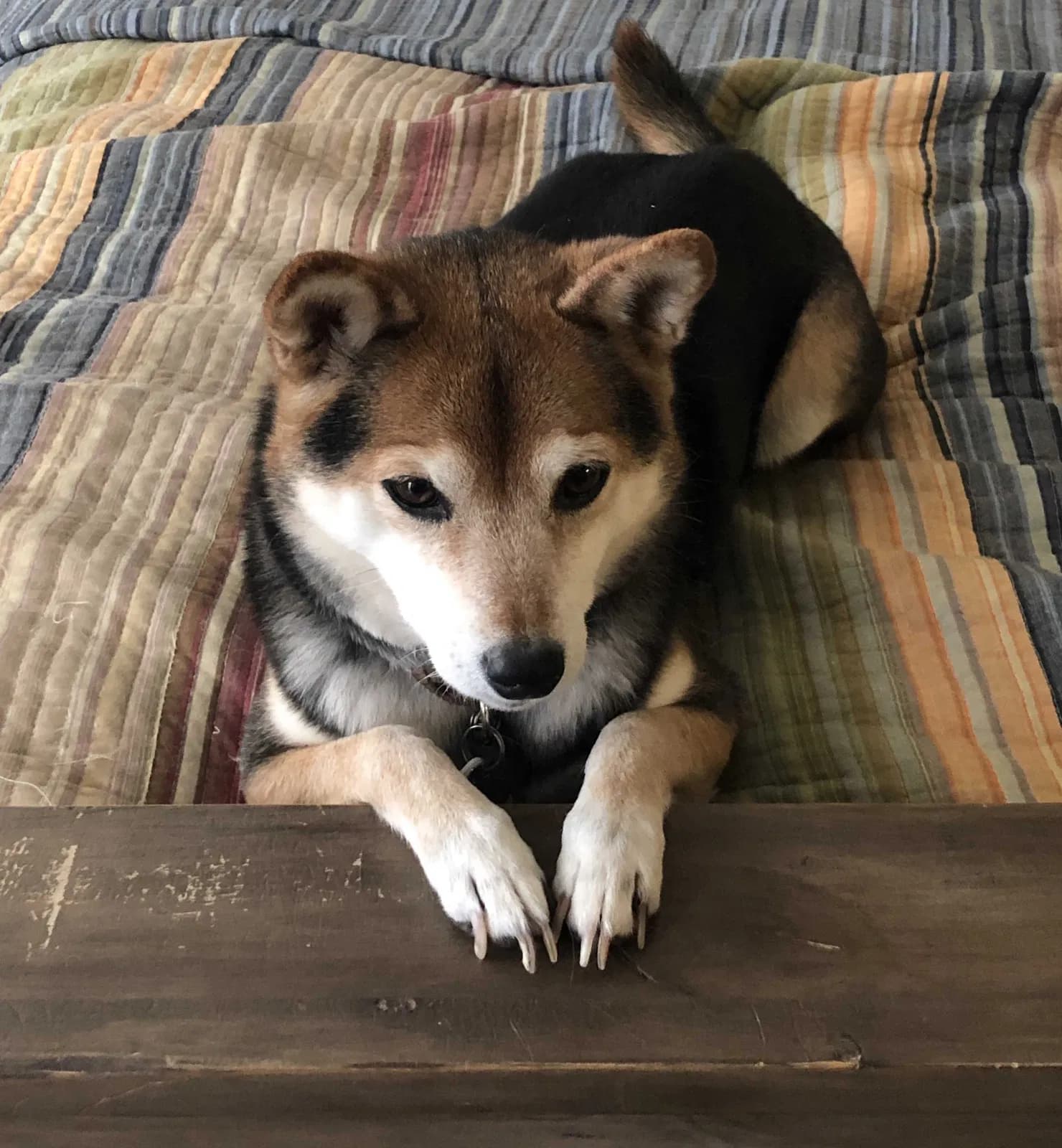 Piper, back home in Oregon