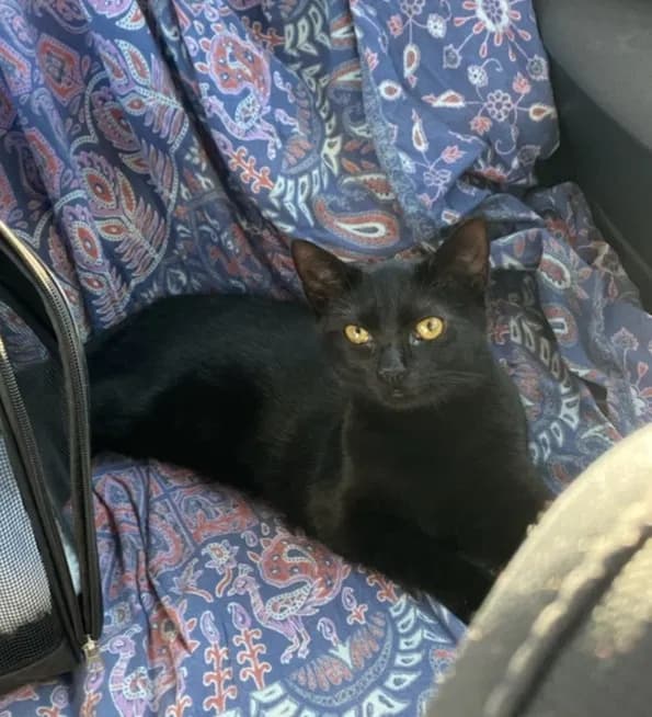 Luke, back home in Virginia