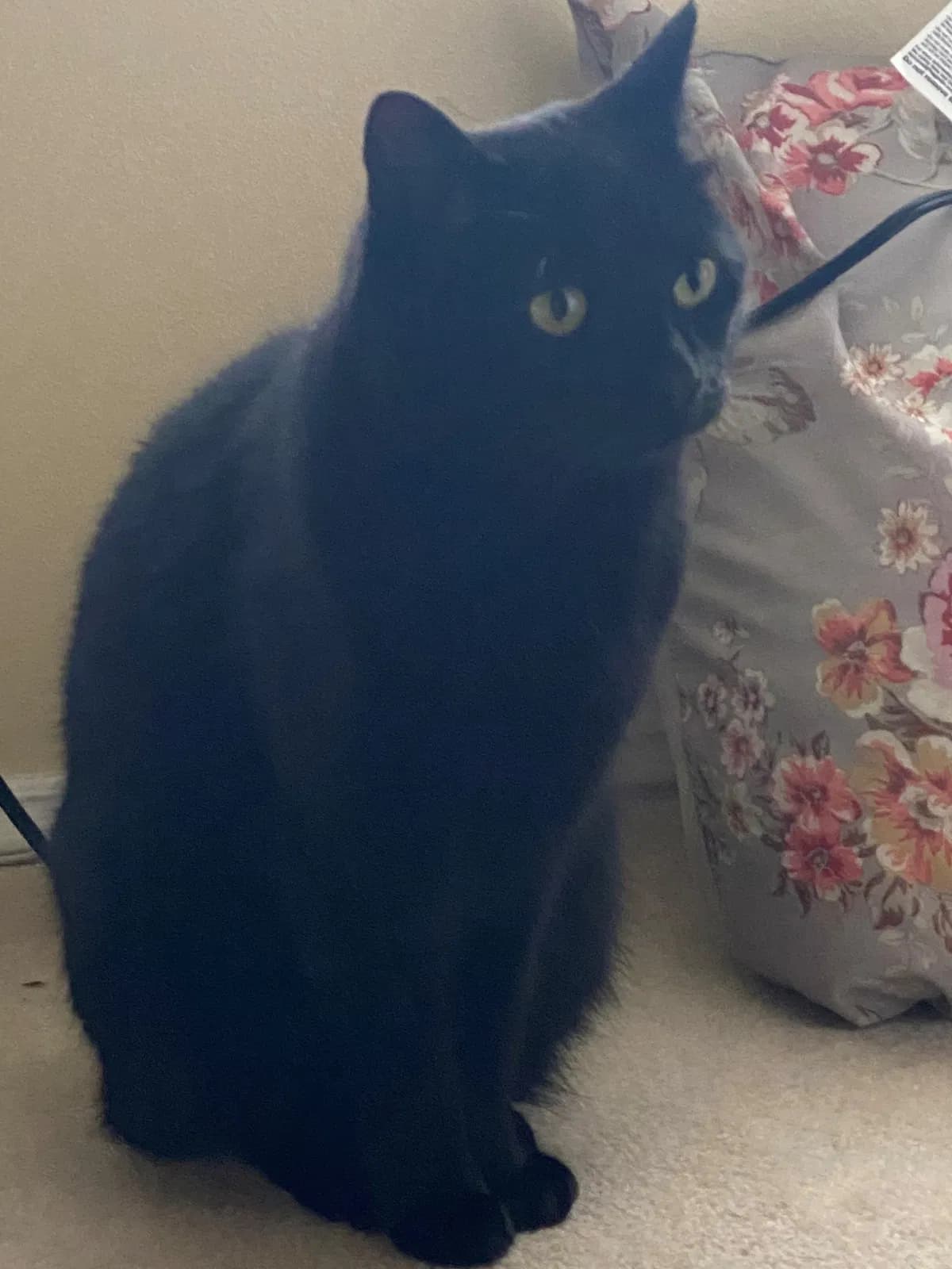 Inky, back home in Washington