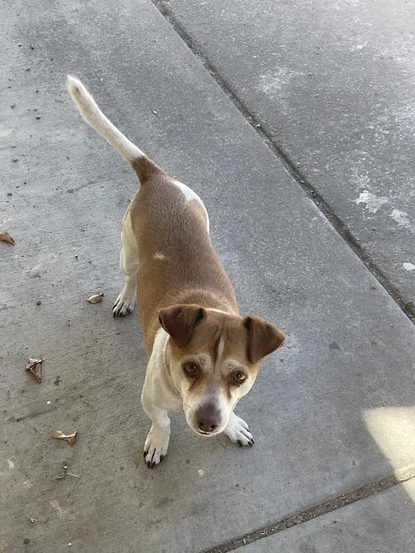 Titan, back home in California