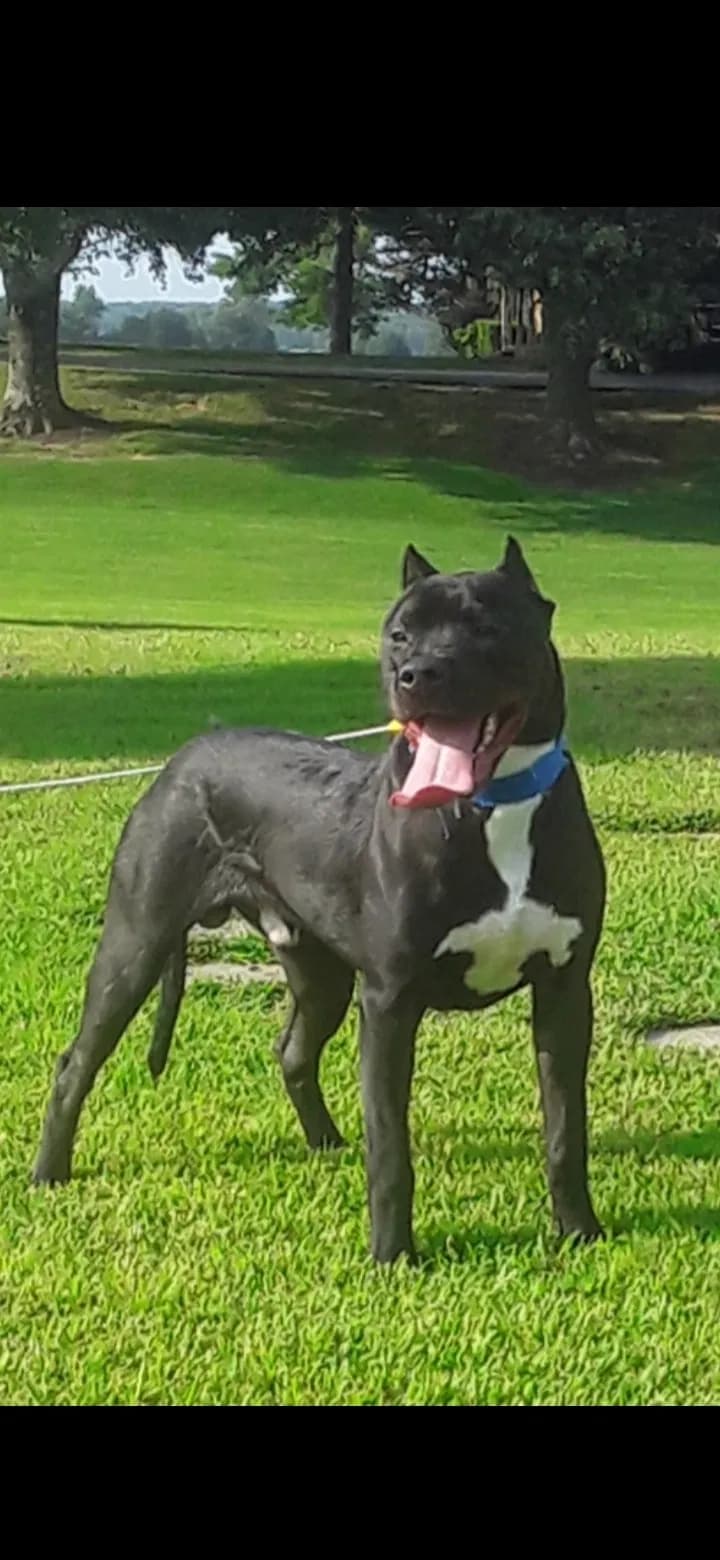 NIKO, back home in Tennessee