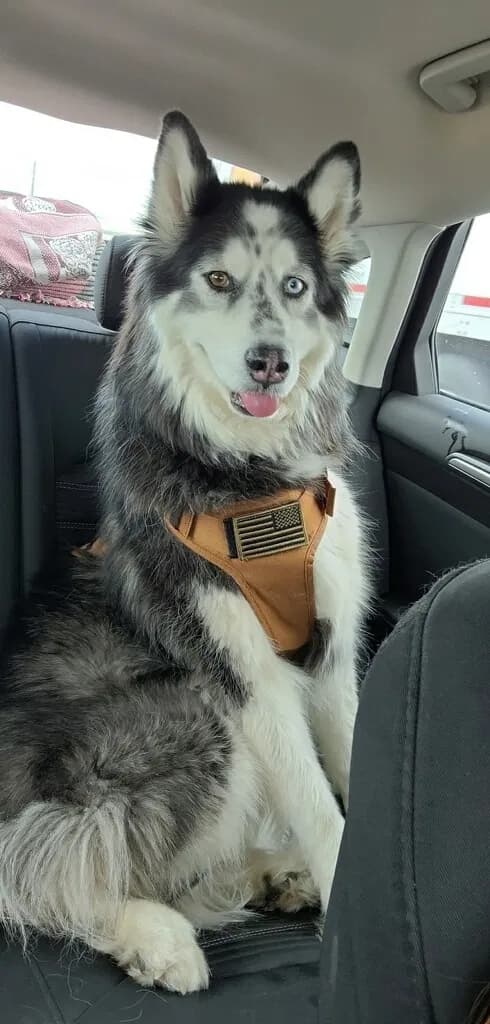 Mufasa, back home in Colorado