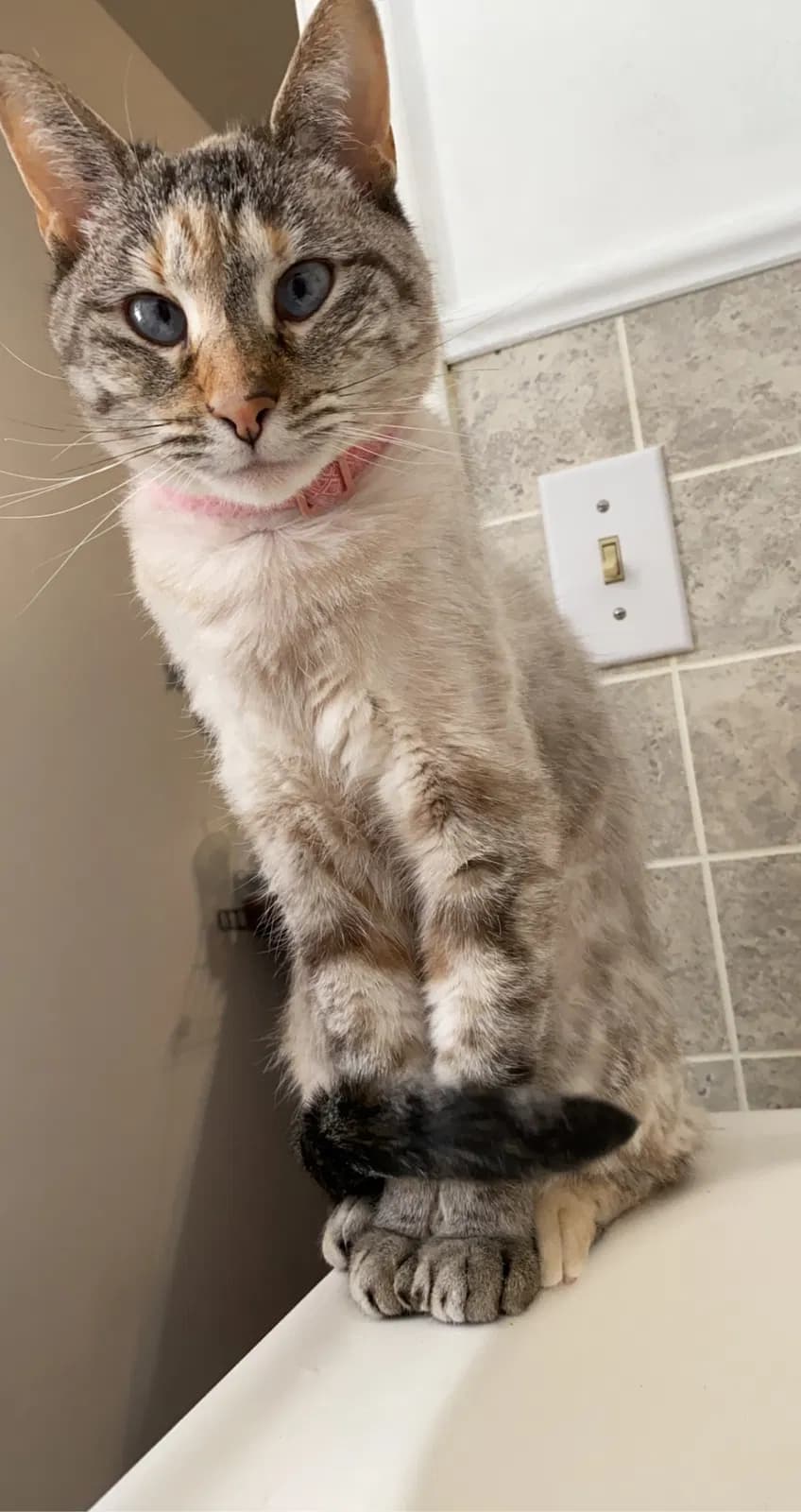 Annabelle, back home in Missouri