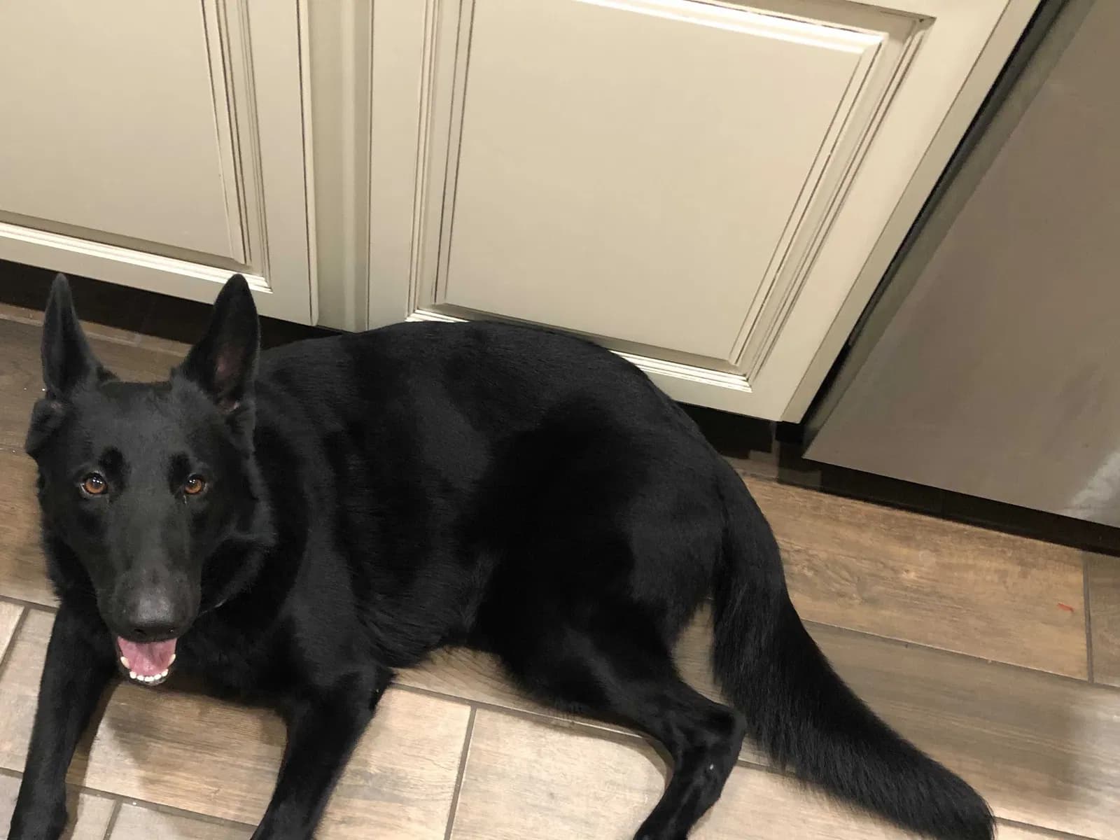 Stella, back home in Texas