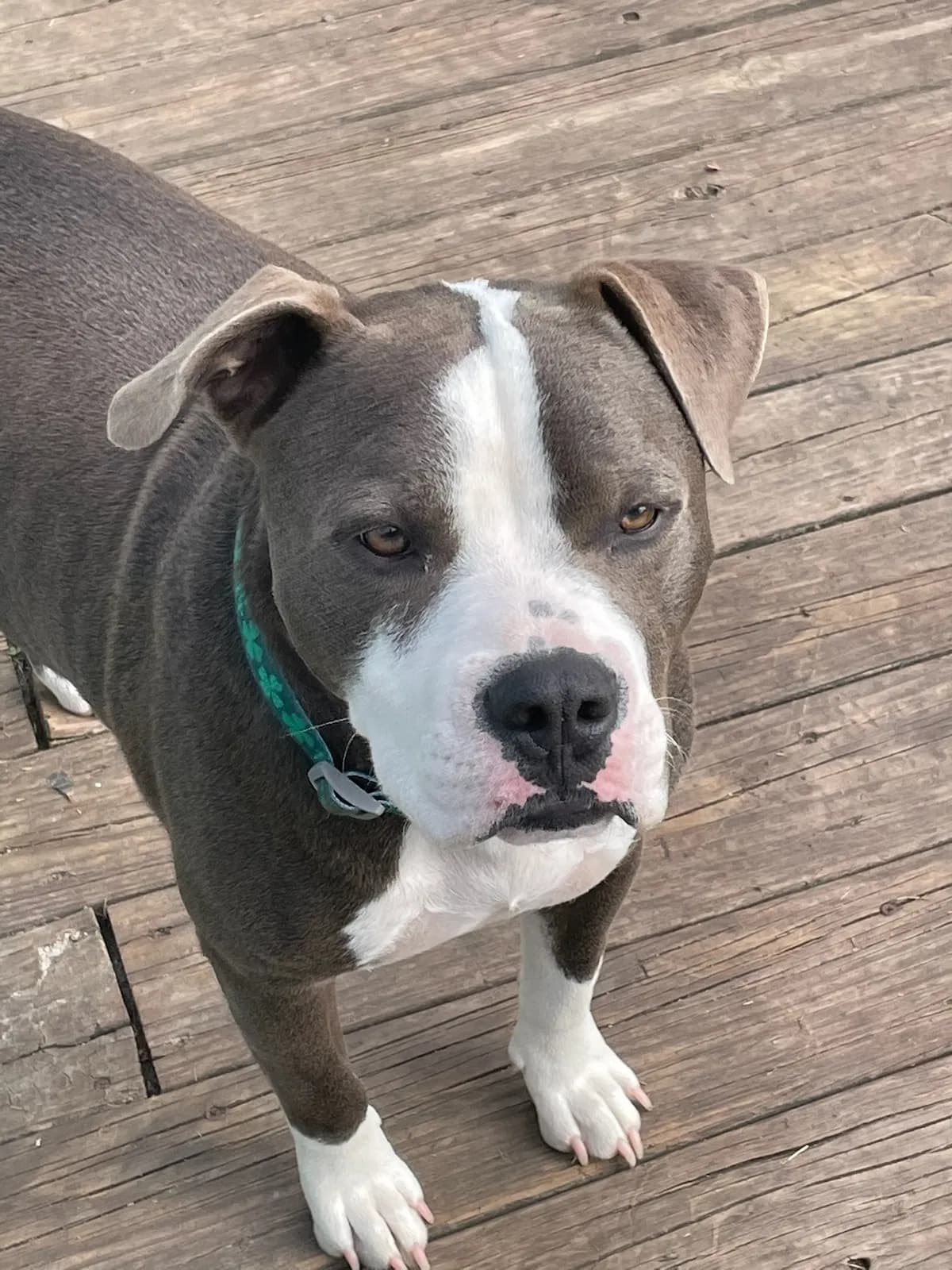 Duke, back home in Texas