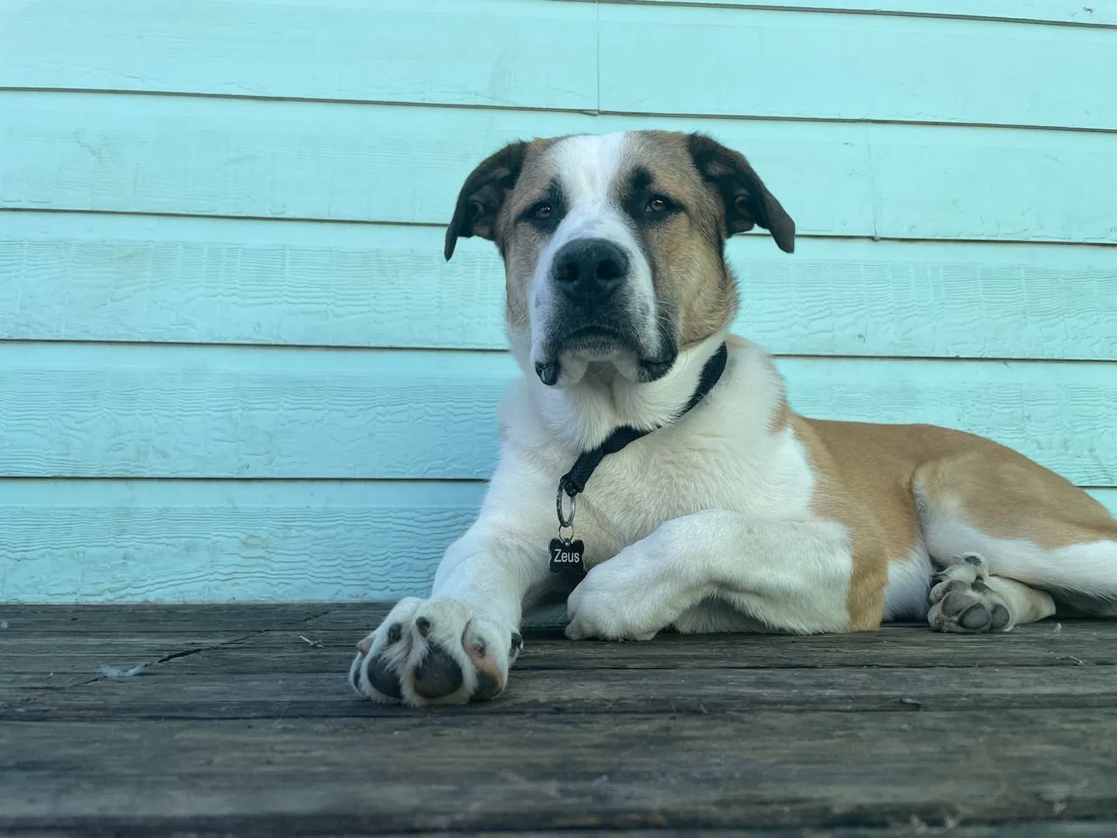 Zeus, back home in Texas