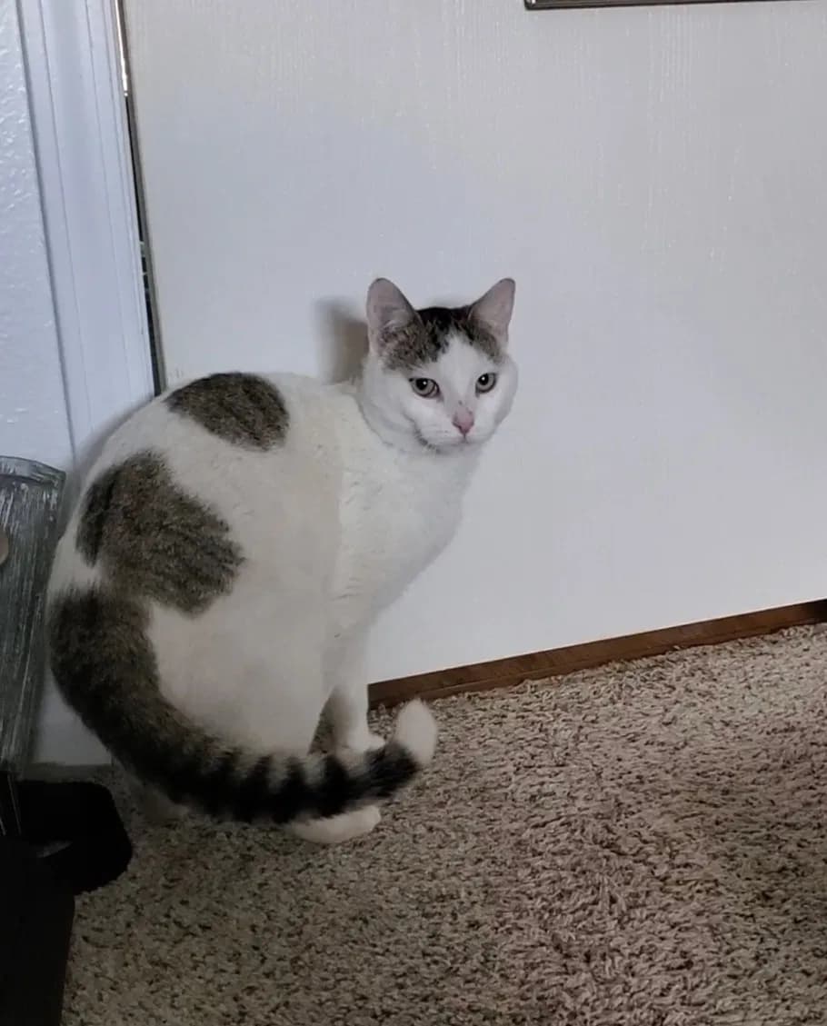 Domino, back home in Michigan