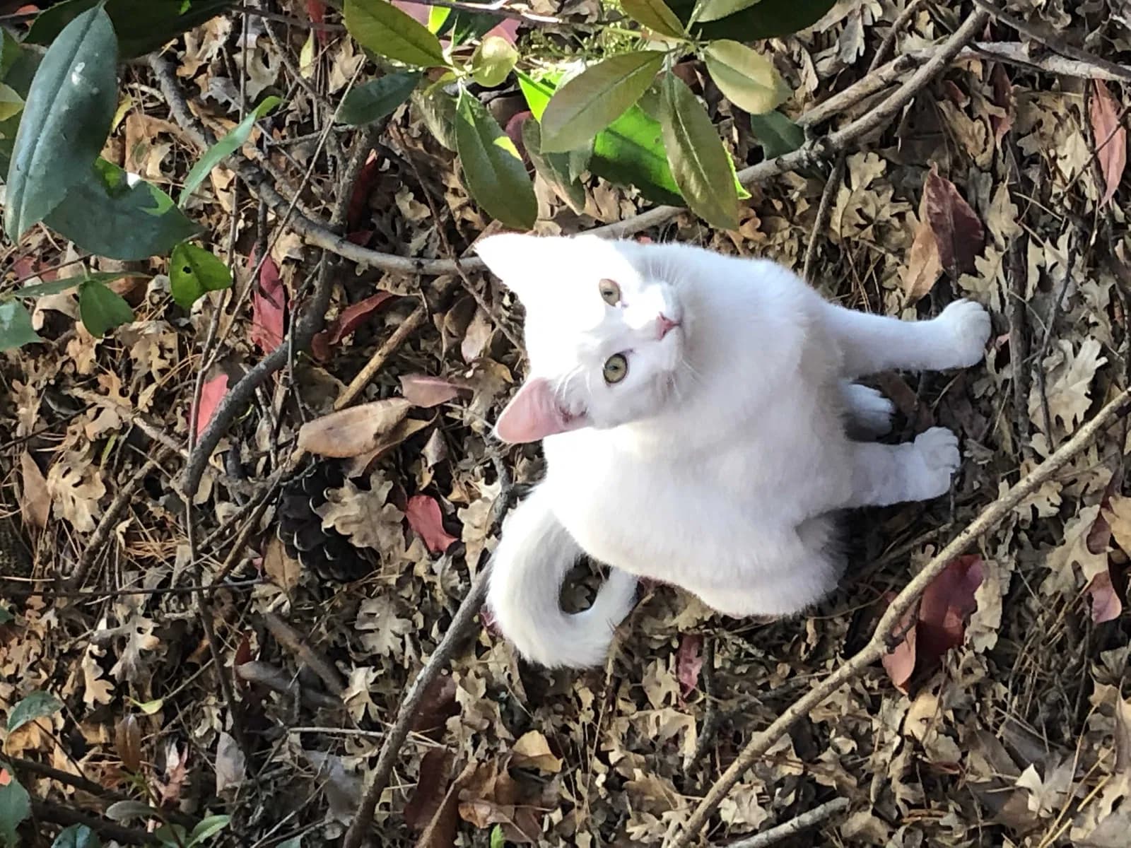 Snowball, back home in California