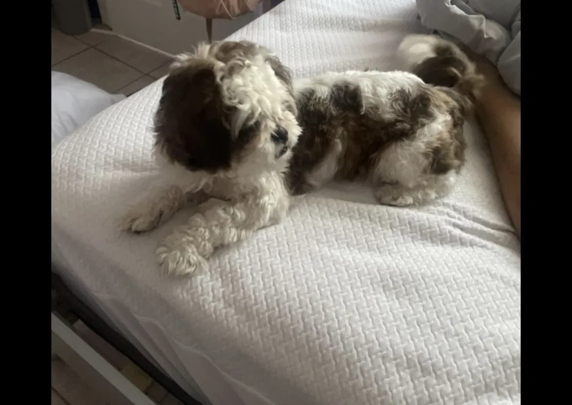 Teddy, back home in Texas