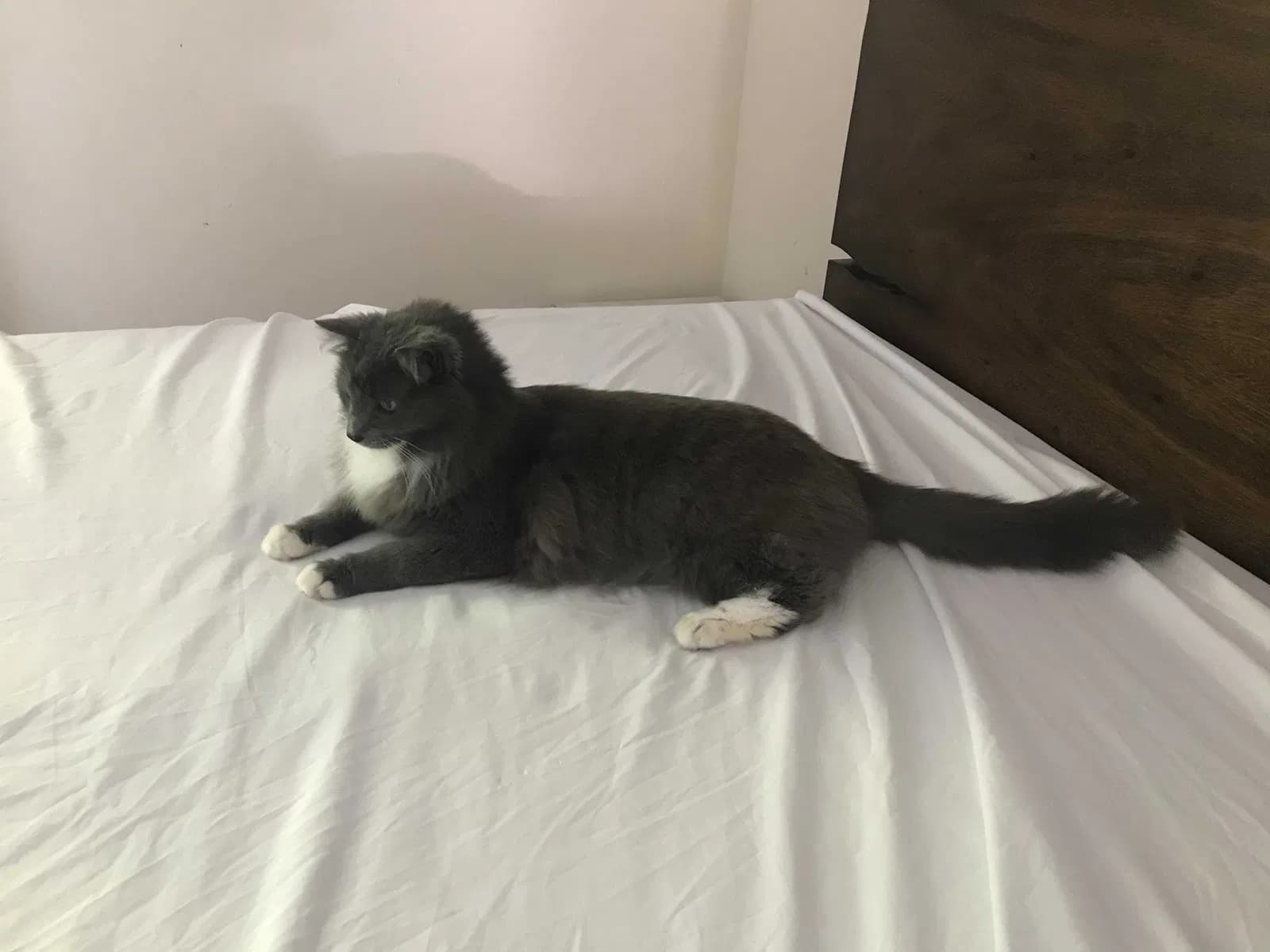 Morgana, back home in California