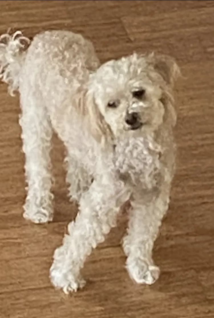 Tilly, back home in California