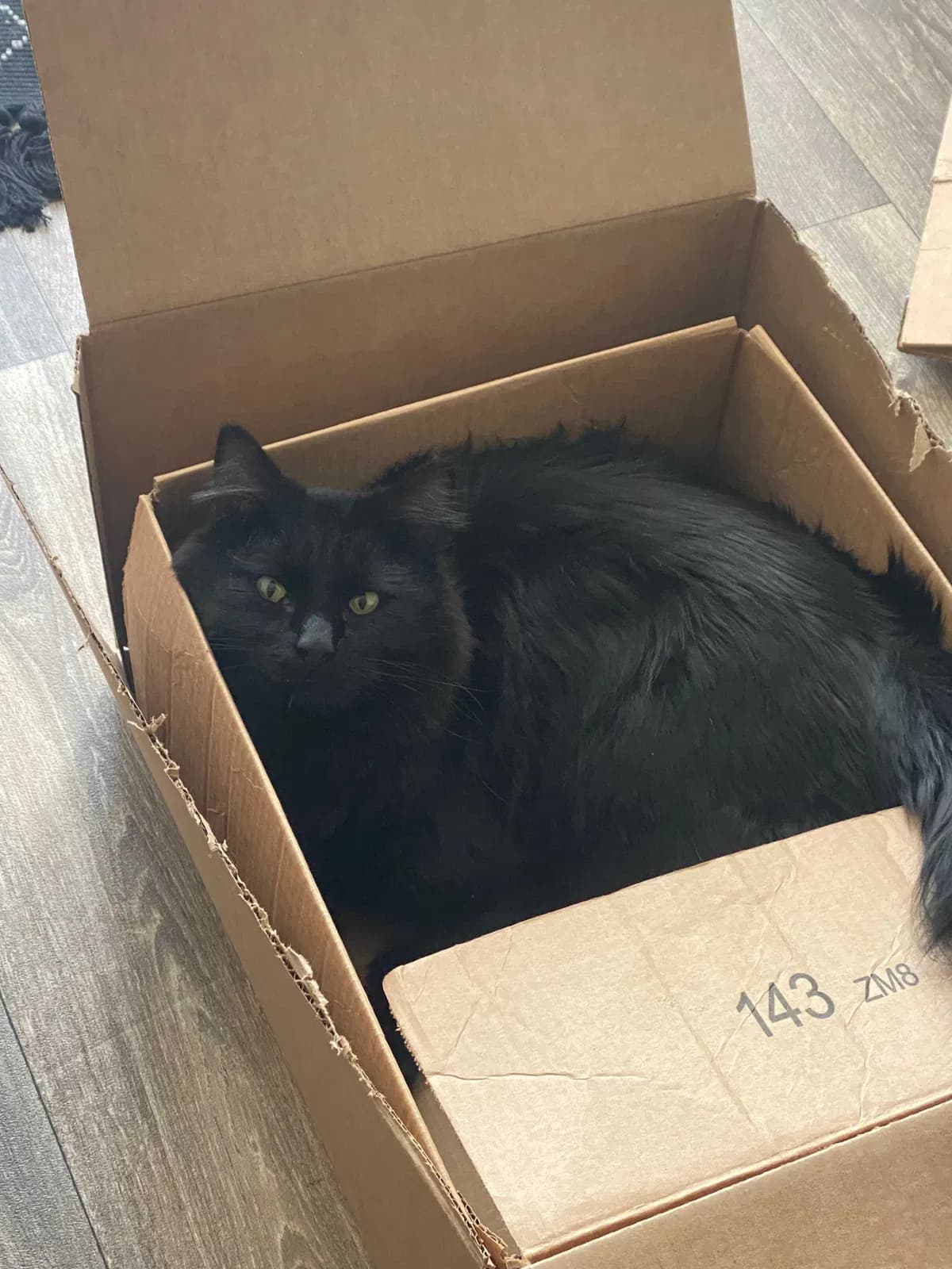 Artorias, back home in Colorado