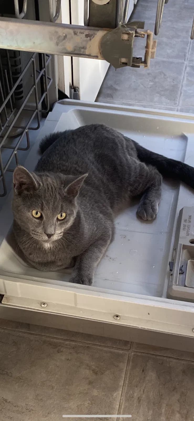 Puar, back home in Oregon
