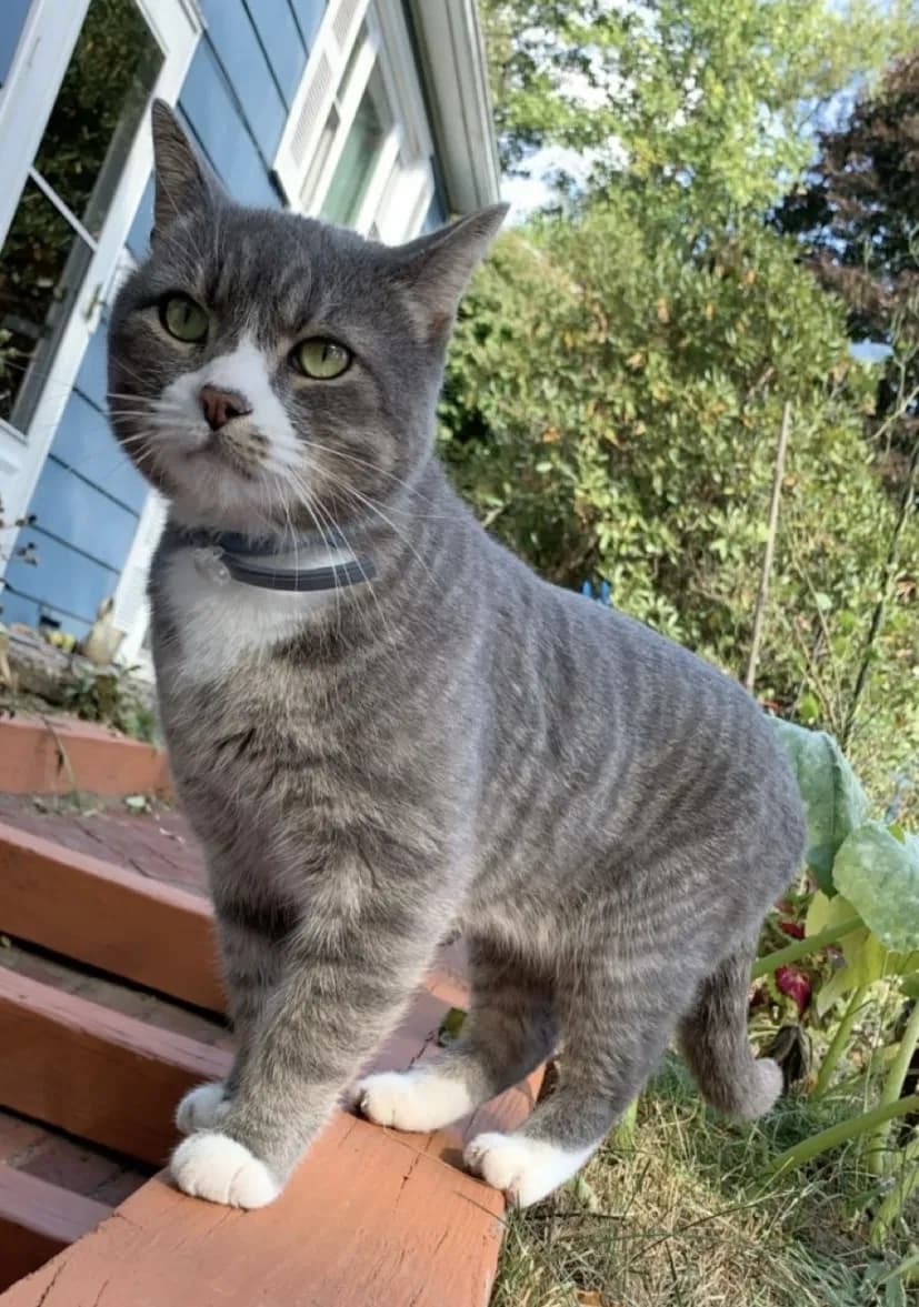 Jax, back home in Connecticut