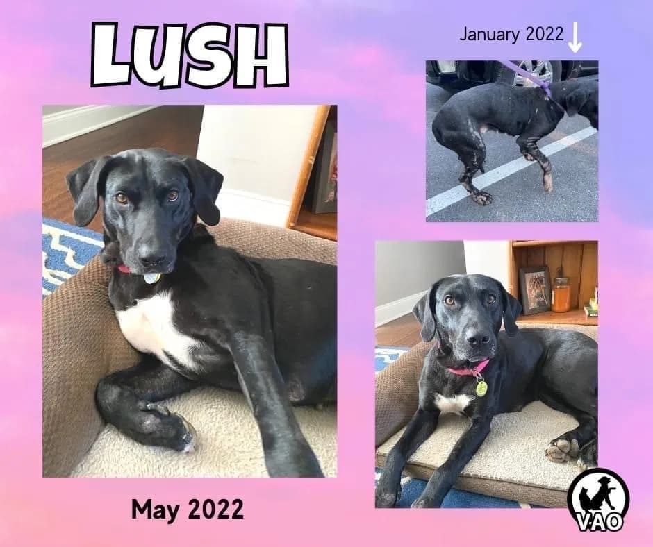 Sammi/Lush/Patches, back home in New Jersey