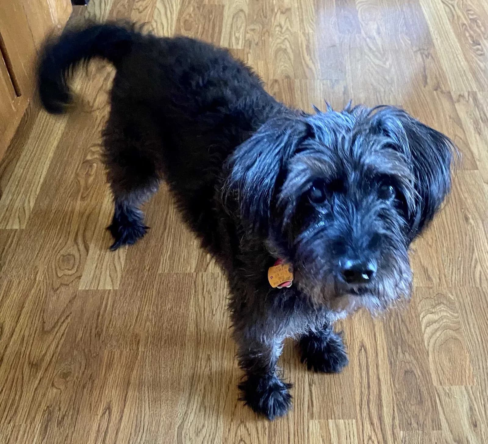 Lucky, back home in Virginia