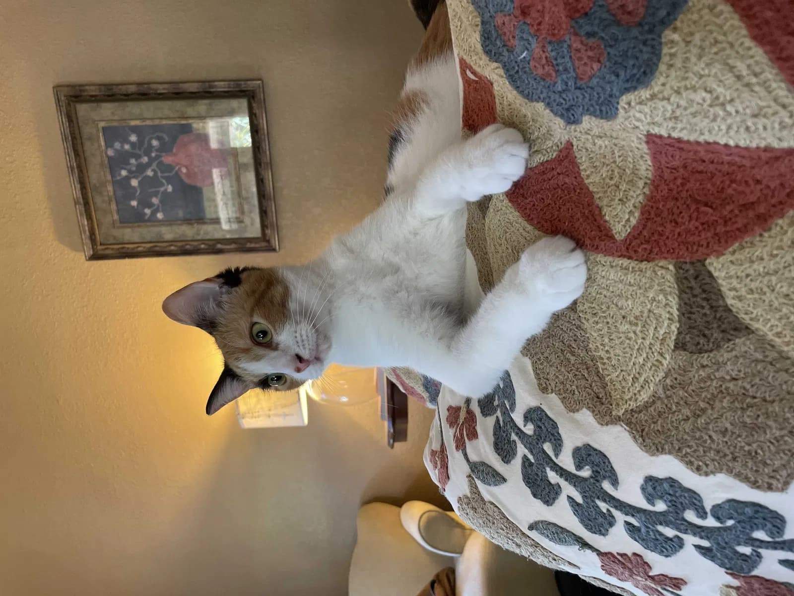Lily, back home in Florida