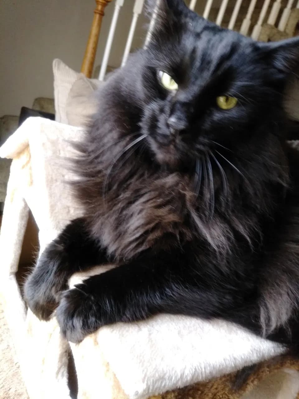 Jinx, back home in Missouri