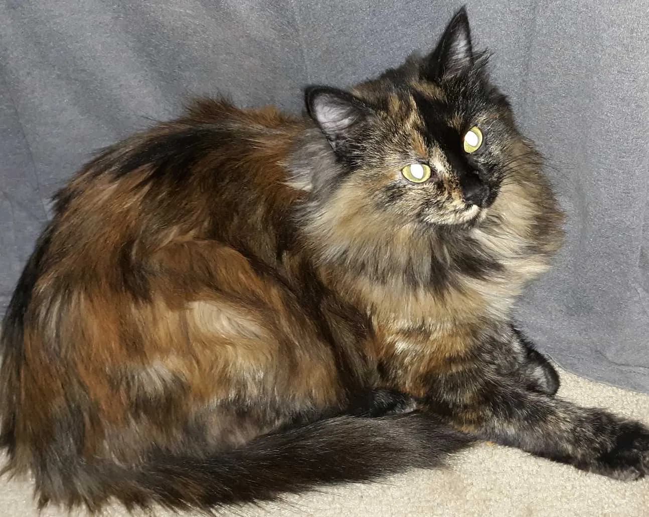 Tonks, back home in New Mexico