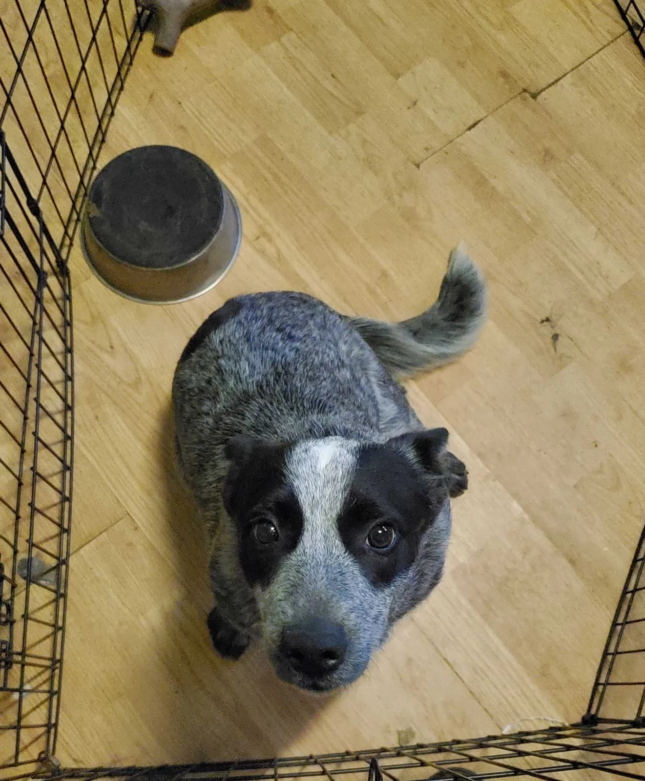 Bluey, back home in Kentucky