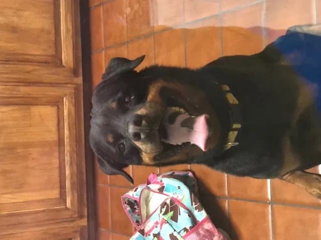 Xenon, back home in New Mexico